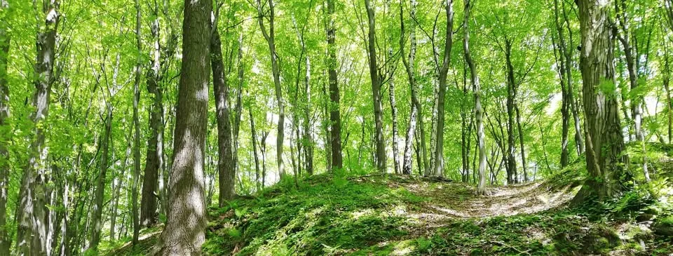 Spacer 5 zmysłów - warsztat uważności w przyrodzie