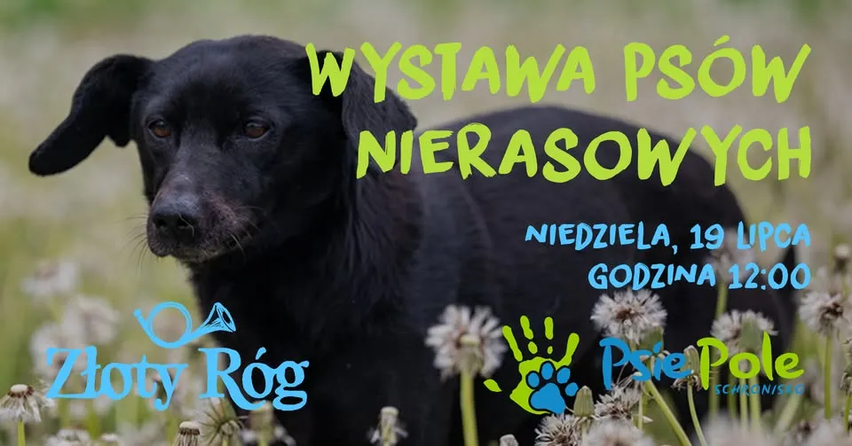 Wystawa Psów Nierasowych w Złotym Rogu x Psie Pole