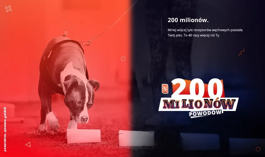 Zawody Nosework Polska z Psinoskiem w Krakowie