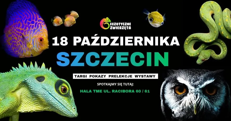 SZCZECIN 18 PAŹDZIERNIKA – EGZOTYCZNE ZWIERZĘTA – TERRARYSTYKA AKWARYSTYKA i wiele więcej