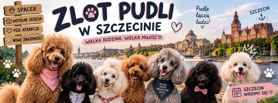 Zlot pudli w Szczecinie 🐩