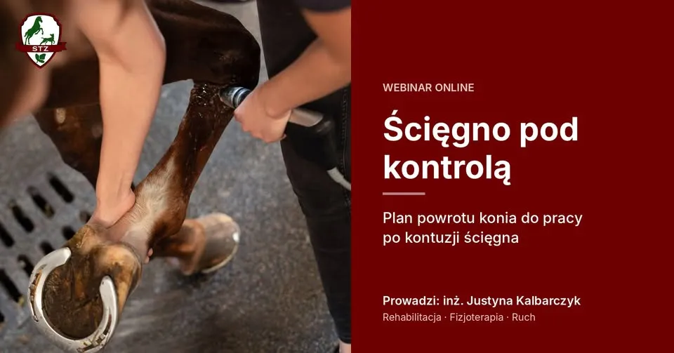 Ścięgno pod kontrolą: powrót konia do pracy po kontuzji